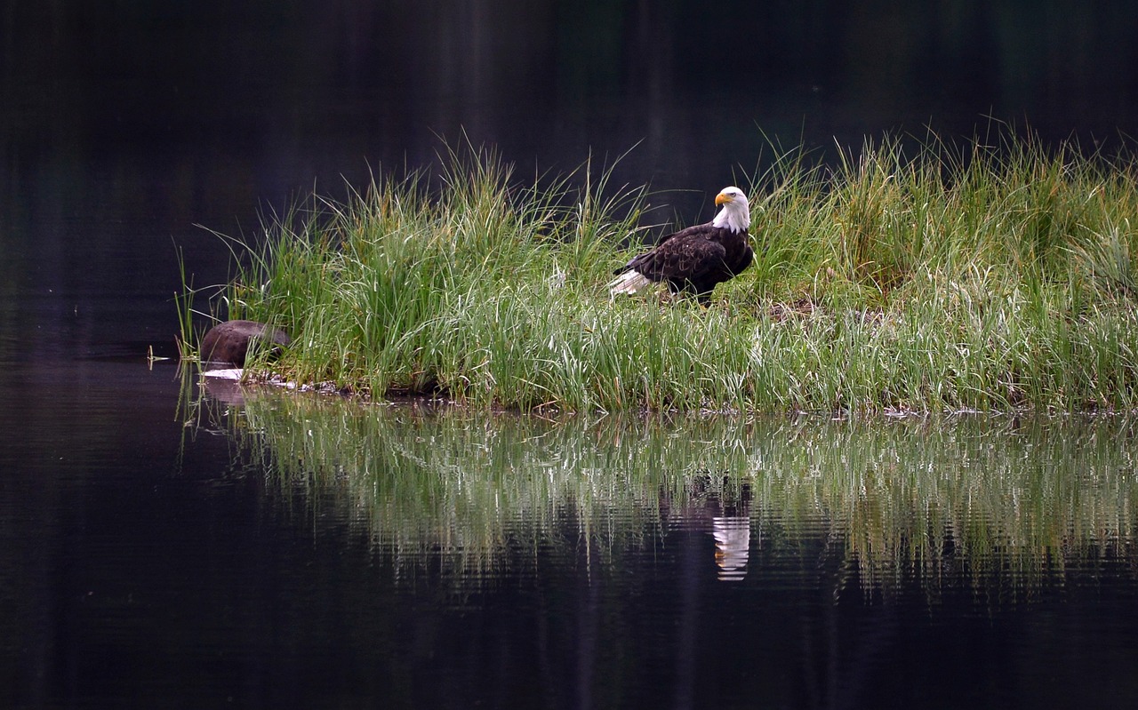 Biodiversity Conservation in Conflicts and War Zones